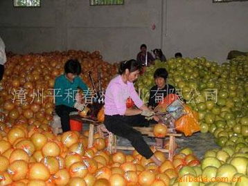 平和縣佳又好農副產品 品蜜柚之鄉的生態饋贈